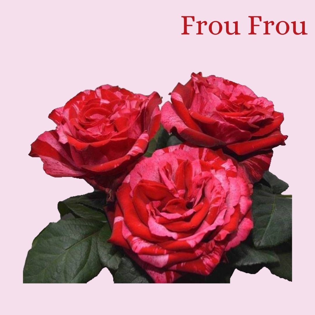 ROSE FROU FROU 70